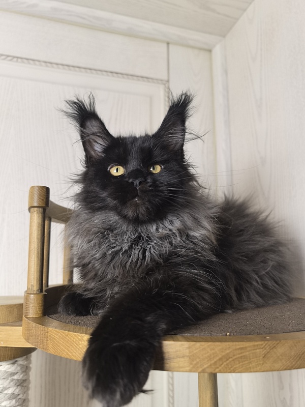 Uma Taya Akbars  (polydactyl 66/66) - Kitten maine-coon 3 months 2.5 weeks