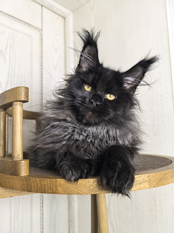 Uma Taya Akbars  (polydactyl 66/66) - Kitten maine-coon 3 months 2.5 weeks