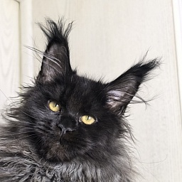 Uma Taya Akbars  (polydactyl 66/66)