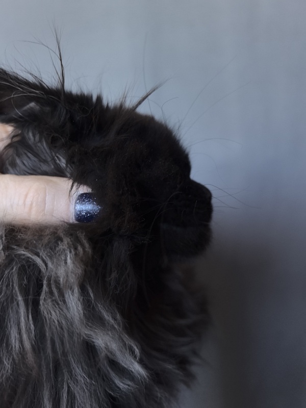 Uma Taya Akbars  (polydactyl 66/66) - Kitten maine-coon 2 months 2.5 weeks