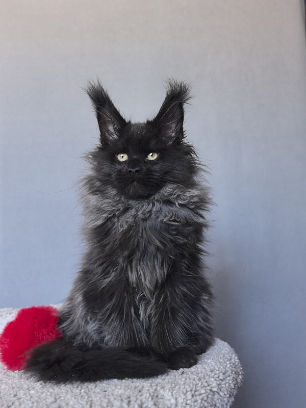 Uma Taya Akbars  (polydactyl 66/66) - Kitten maine-coon 2 months 2.5 weeks