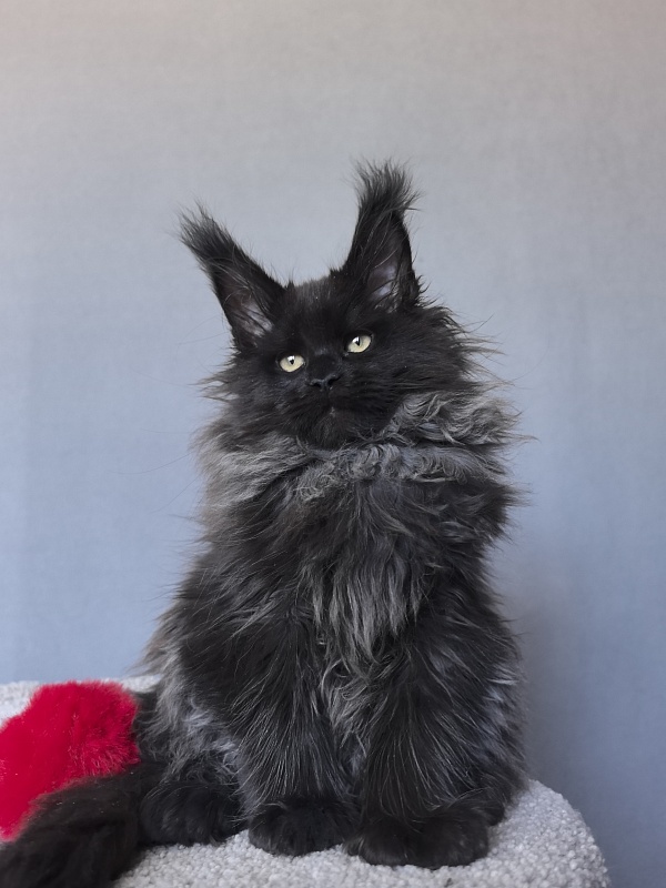 Uma Taya Akbars  (polydactyl 66/66) - Kitten maine-coon 2 months 2.5 weeks