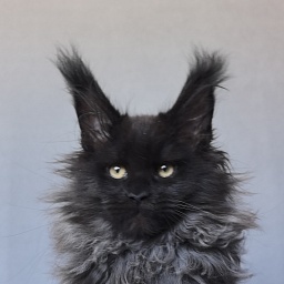 Uma Taya Akbars (polydactyl 66/66)