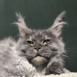 Uh*Tundra Akbars  (polydactyl 66/66)