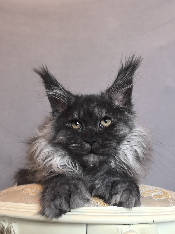 Uh*Tundra Akbars  (polydactyl 66/66) - Kitten maine-coon 3 months 1 week