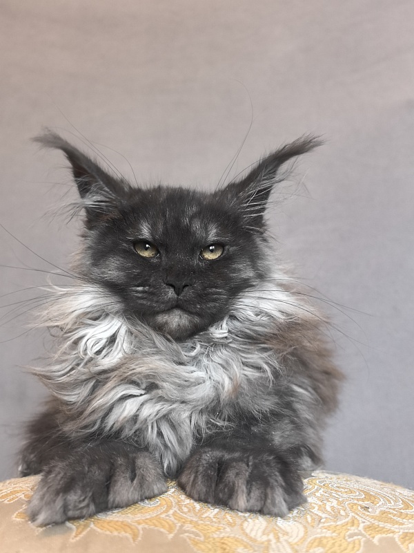 Uh*Tundra Akbars  (polydactyl 66/66) - Kitten maine-coon 3 months 1 week