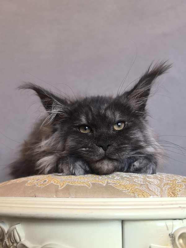 Uh*Tundra Akbars  (polydactyl 66/66) - Kitten maine-coon 3 months 1 week