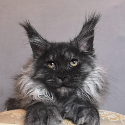 Uh*Tundra Akbars  (polydactyl 66/66)