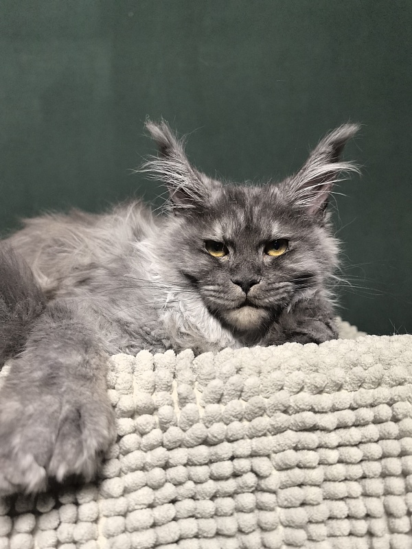 Uh*Tundra Akbars  (polydactyl 76/66) - Kitten maine-coon 5 months
