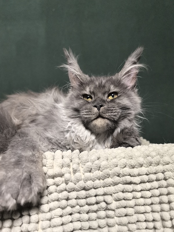 Uh*Tundra Akbars  (polydactyl 76/66) - Kitten maine-coon 5 months