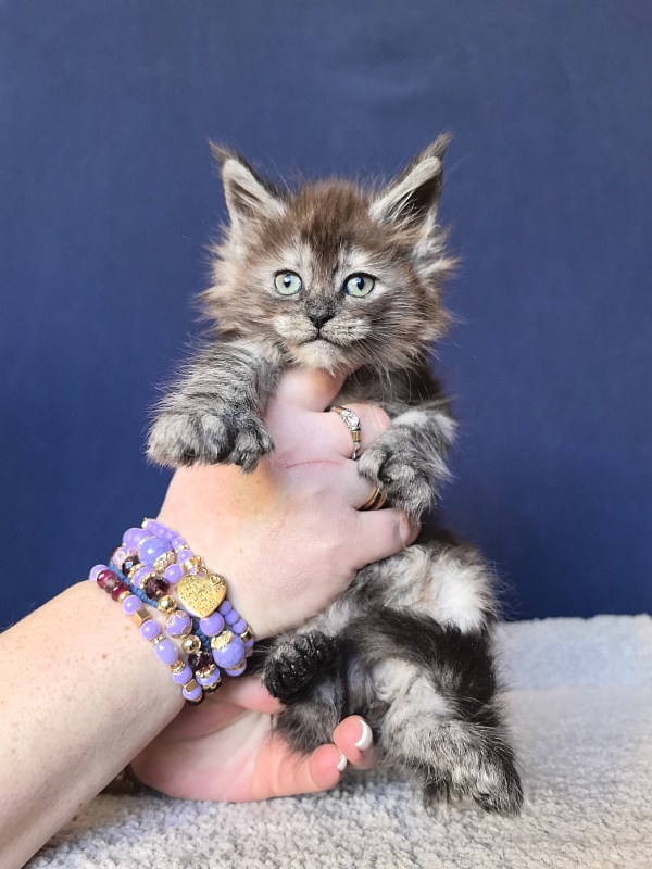 Xiona Akbars  (polydactyl 66/66) - Kitten maine-coon 1 month