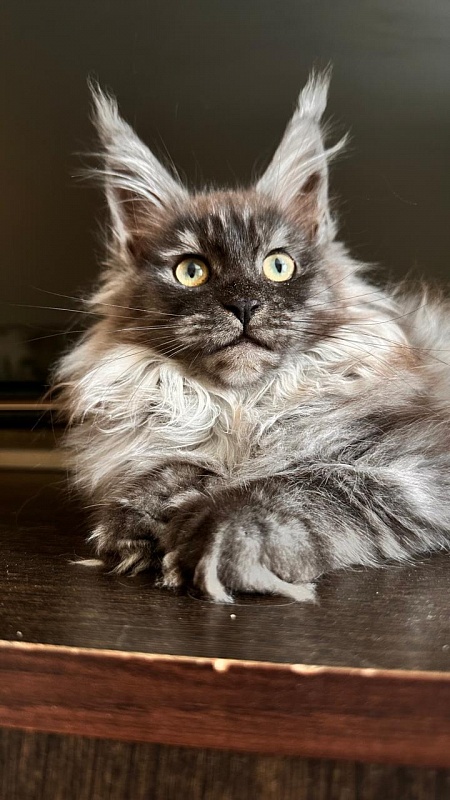 Xiona Akbars  (polydactyl 66/66) - Kitten maine-coon 3 months