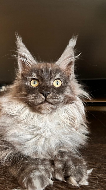 Xiona Akbars  (polydactyl 66/66) - Kitten maine-coon 3 months
