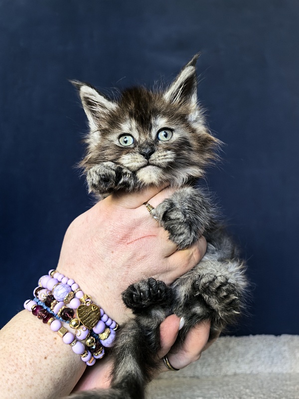 Xiona Akbars  (polydactyl 66/66) - Kitten maine-coon 1 month