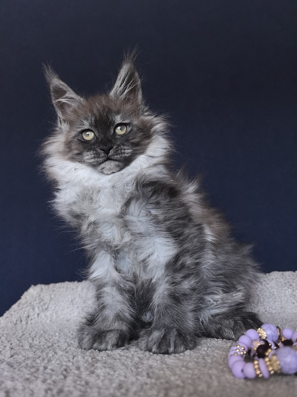 Xiona Akbars  (polydactyl 66/66) - Kitten maine-coon 2 months