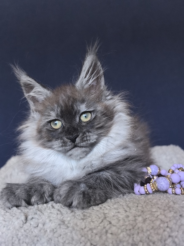Xiona Akbars  (polydactyl 66/66) - Kitten maine-coon 2 months