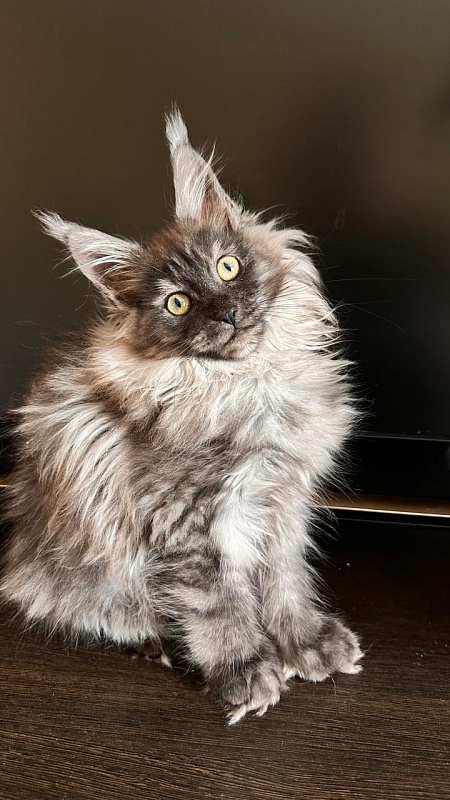 Xiona Akbars  (polydactyl 66/66) - Kitten maine-coon 3 months