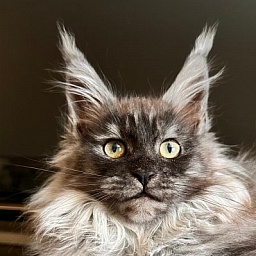 Xiona Akbars (polydactyl 66/66)