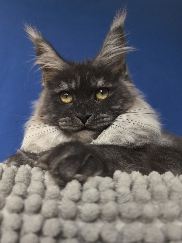 Xiona Akbars  (polydactyl 66/66) - Kitten maine-coon 4 months 1 week