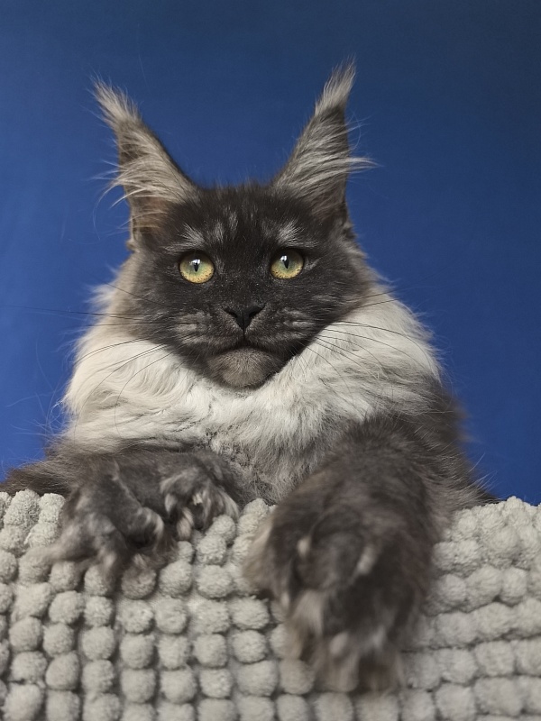 Xiona Akbars  (polydactyl 66/66) - Kitten maine-coon 4 months 1 week