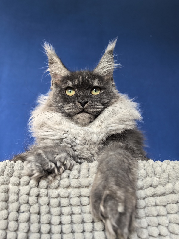 Xiona Akbars  (polydactyl 66/66) - Kitten maine-coon 4 months 1 week