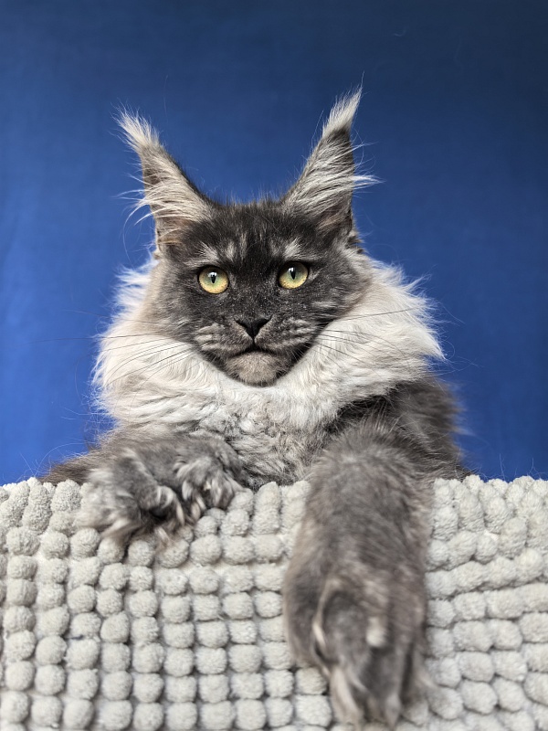 Xiona Akbars  (polydactyl 66/66) - Kitten maine-coon 4 months 1 week