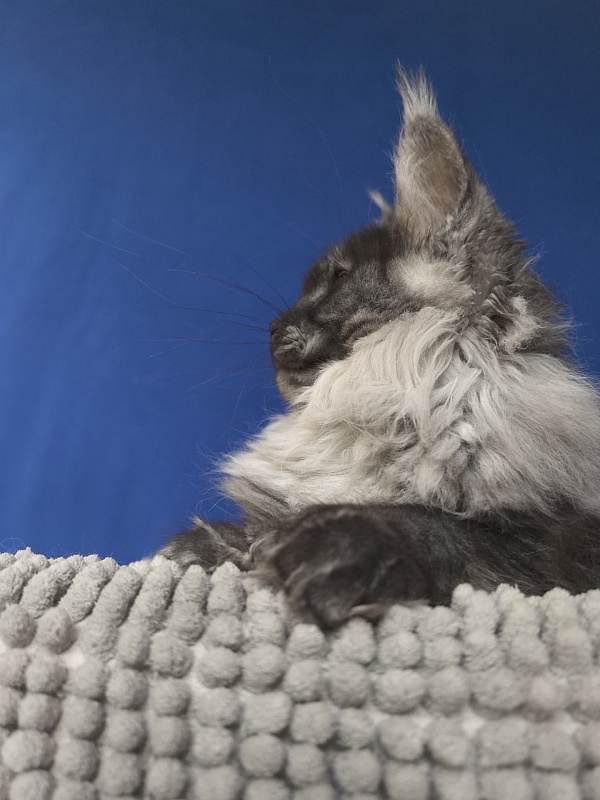 Xiona Akbars  (polydactyl 66/66) - Kitten maine-coon 4 months 1 week