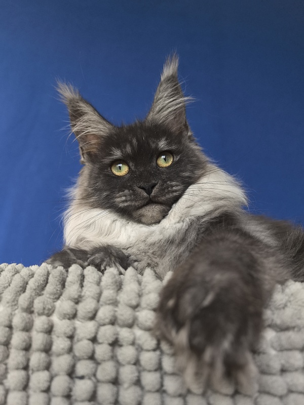 Xiona Akbars  (polydactyl 66/66) - Kitten maine-coon 4 months 1 week