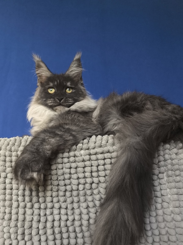 Xiona Akbars  (polydactyl 66/66) - Kitten maine-coon 4 months 1 week