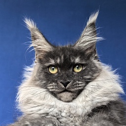 Xiona Akbars  (polydactyl 66/66)