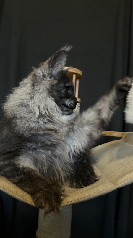 Xiona Akbars  (polydactyl 66/66) - Kitten maine-coon 4 months 3.5 weeks