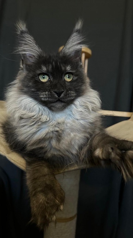 Xiona Akbars  (polydactyl 66/66) - Kitten maine-coon 4 months 3.5 weeks
