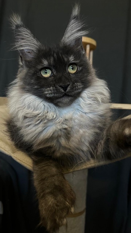 Xiona Akbars  (polydactyl 66/66) - Kitten maine-coon 4 months 3.5 weeks