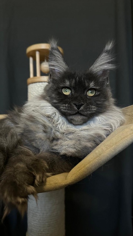 Xiona Akbars  (polydactyl 66/66) - Kitten maine-coon 4 months 3.5 weeks