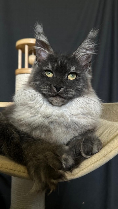 Xiona Akbars  (polydactyl 66/66) - Kitten maine-coon 4 months 3.5 weeks