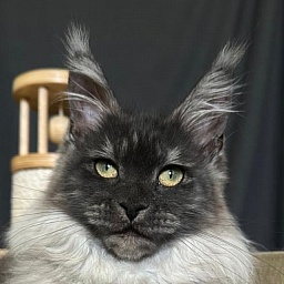 Xiona Akbars  (polydactyl 66/66)