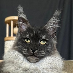 Xiona Akbars  (polydactyl 66/66)