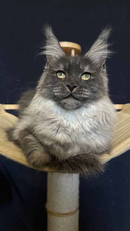 Xiona Akbars  (polydactyl 66/66) - Kitten maine-coon 5 months