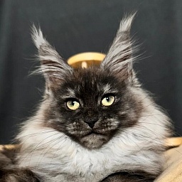 Xiona Akbars (polydactyl 66/66)