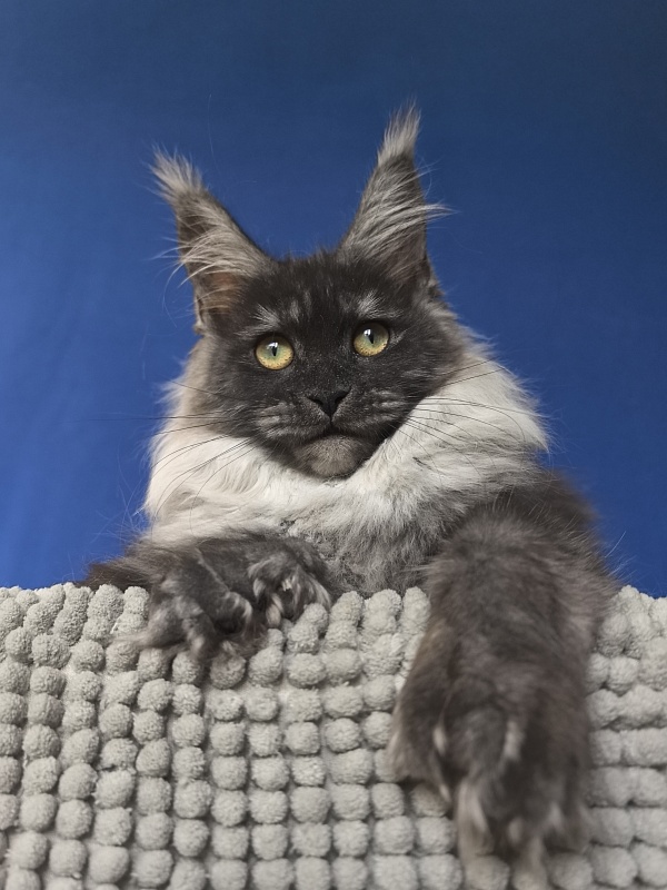 Xiona Akbars  (polydactyl 66/66) - Kitten maine-coon 4 months 1 week