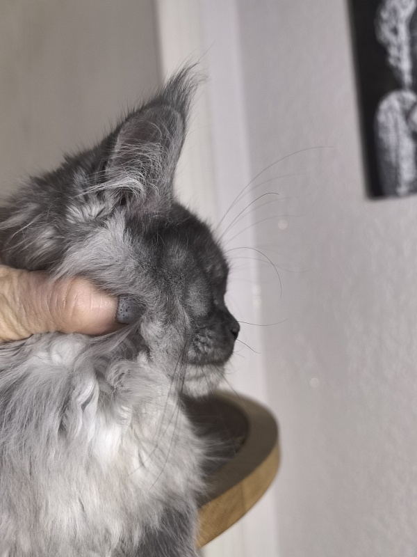 Xoiya Akbars (polydactyl 66/66) - Kitten maine-coon 3 months