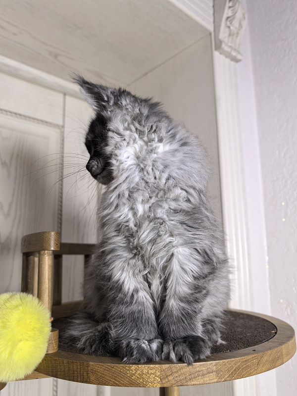 Xoiya Akbars (polydactyl 66/66) - Kitten maine-coon 3 months