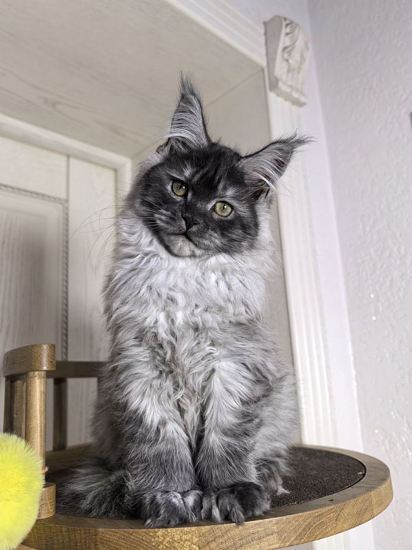 Xoiya Akbars (polydactyl 66/66) - Kitten maine-coon 3 months