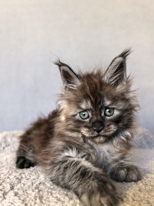 Zlata Star  Akbars - Kitten maine-coon 1 month