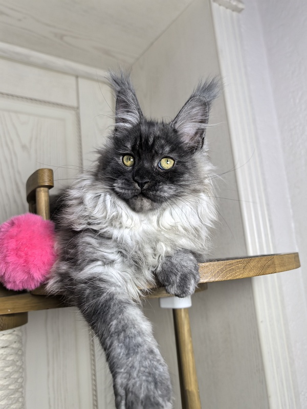 Zlata Star  Akbars - Kitten maine-coon 3 months