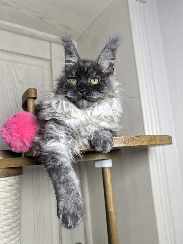 Zlata Star  Akbars - Kitten maine-coon 3 months