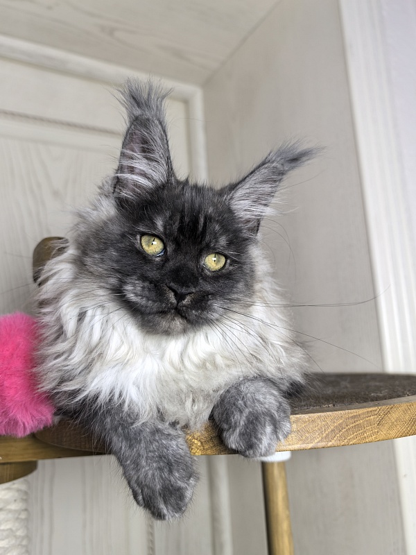 Zlata Star  Akbars - Kitten maine-coon 3 months