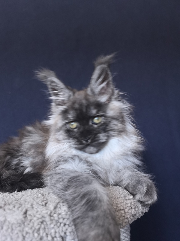 Zlata Star  Akbars - Kitten maine-coon 2 months