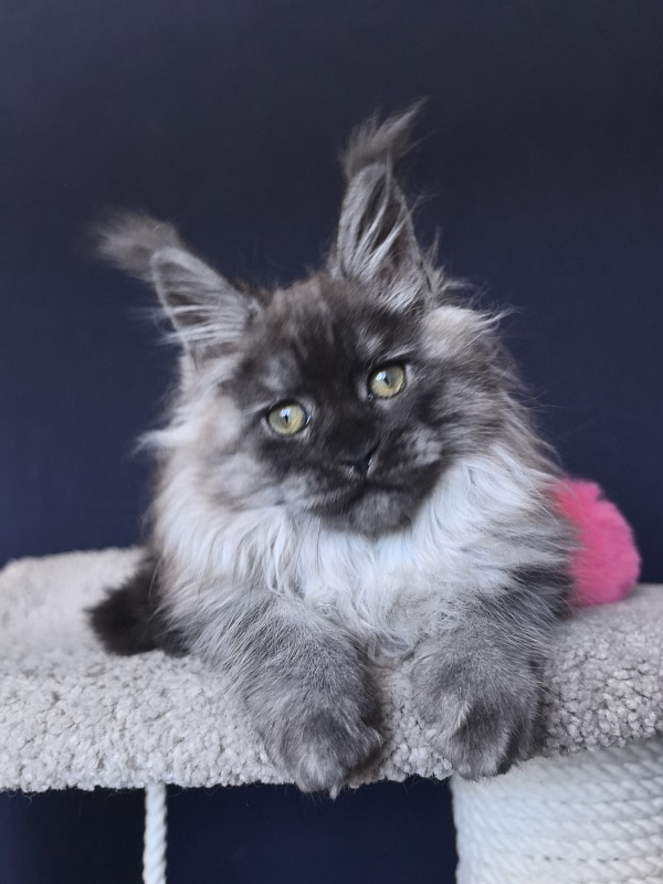 Zlata Star  Akbars - Kitten maine-coon 2 months