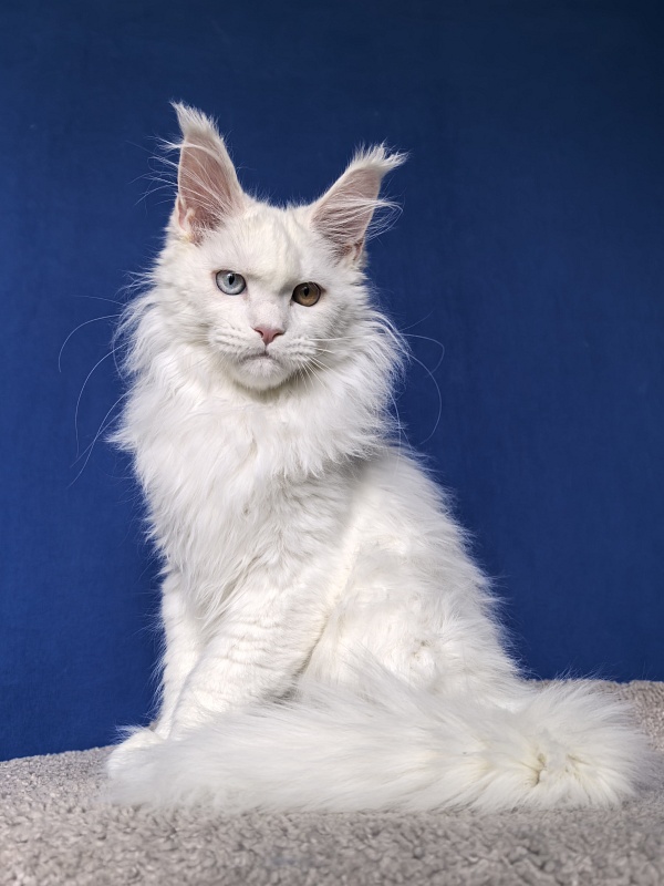 Van*Damme Akbars - Kitten maine-coon 4 months 2 weeks